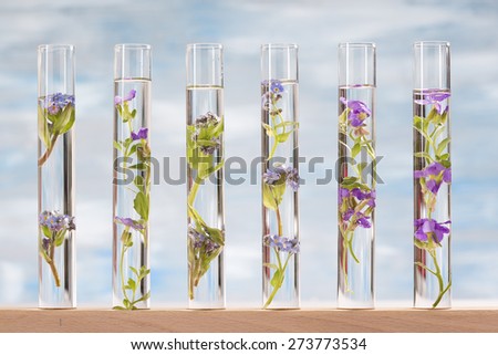 Biological experiment- Flowers and plants in test tubes