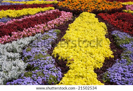 The color flower-bed in Kiev