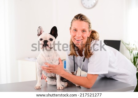 cheerful young blonde veterinary taking care and examining a beautiful pet dog french bulldog