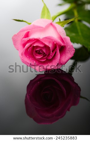 close up shot of a beautiful pink rose on dark background