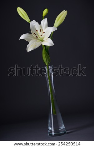 close up of a beautiful single white lily isolated on a gray background