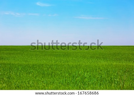 Green plain field and blue clear sky