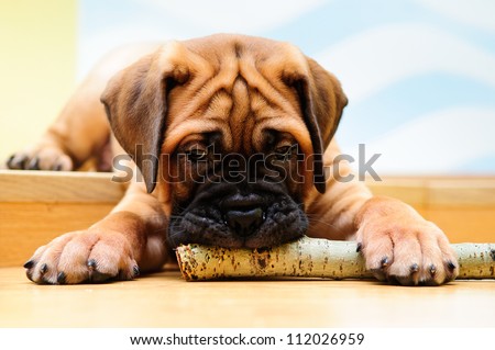 little puppy bullmastiff played in the house. gnaws a wooden stick