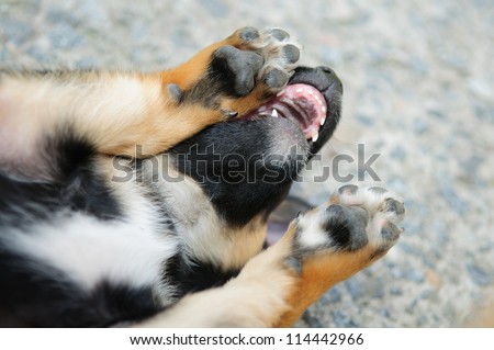 little dog. paws and teeth close up. puppy yawns