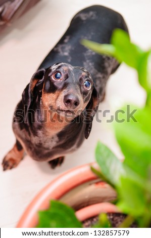funny dachshund dog standing on the floor in the room. top view. portrait close-up. green house plant near to a dog