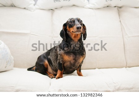 funny dachshund dog sitting on the sofa in the room