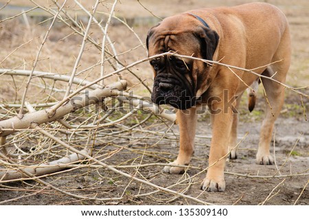 adult dog bulmastiff played with a wooden stick in the park. 4 years age