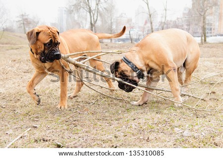 two dogs. junior puppy and adult  bullmastiff play outside in the park