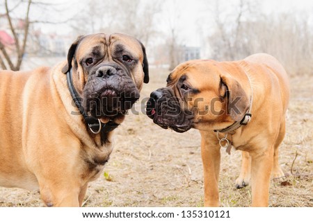 two dogs. junior puppy and adult  bullmastiff play outside in the park
