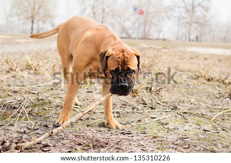 junior puppy bullmastiff play outside in the park. dog  9 months age.
