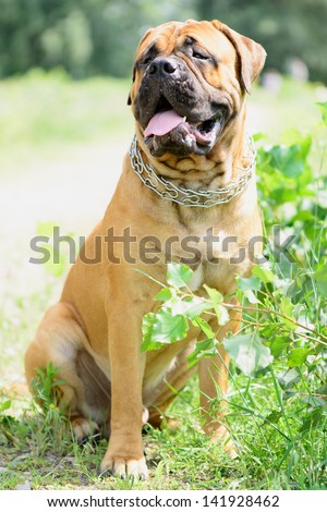 young Bullmastiff dog sitting outdoors. Simply collar 1 year of  puppy.