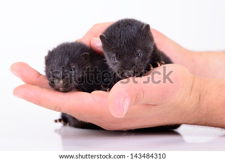 two small animal mink ferret on human hands on white background