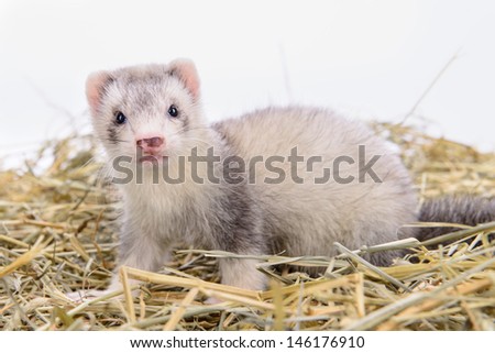 small animal rodent ferret sits on dry hay