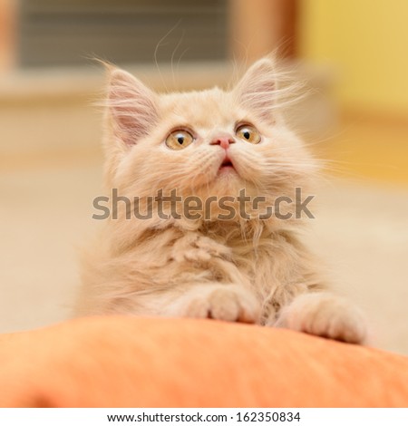 little fluffy Persian kitten lying and resting on the pillow