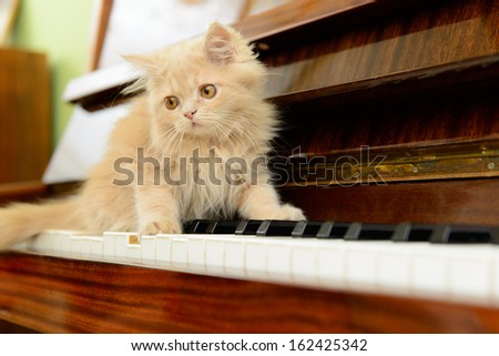 fluffy Persian kitten walking on the piano
