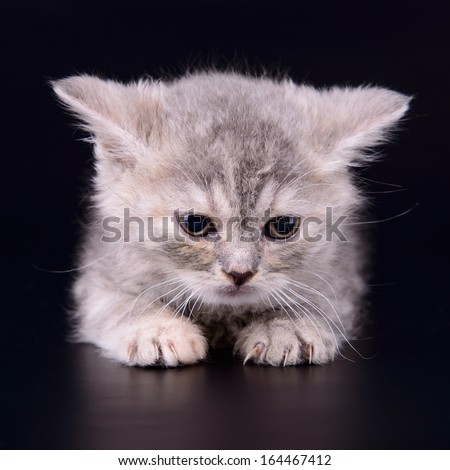 small striped kitten Scottish marble breed. animal isolated on black background