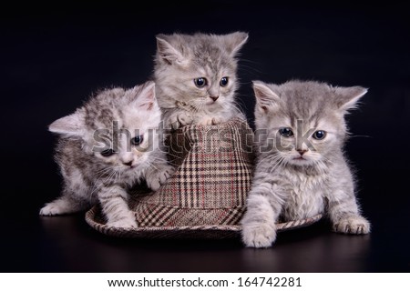 three small striped kittens Scottish marble breed. animals with hat  isolated on black background