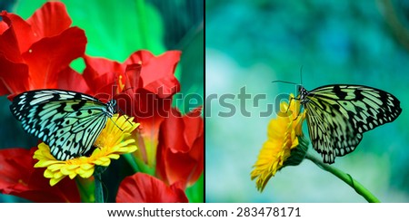 two beautiful insect butterfly on a flower on a colored background macro
