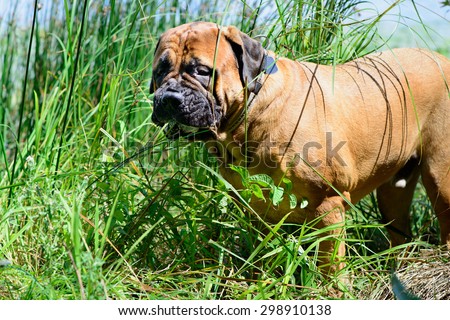 Pet bullmastiff dog near the river eats grass