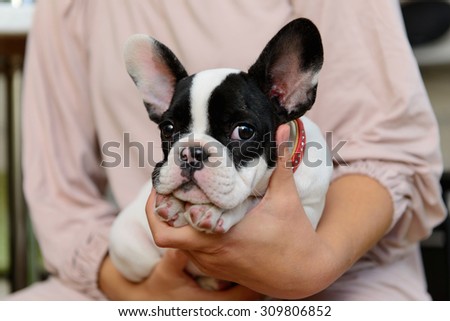 small pet a French Bulldog puppy lying on human hands