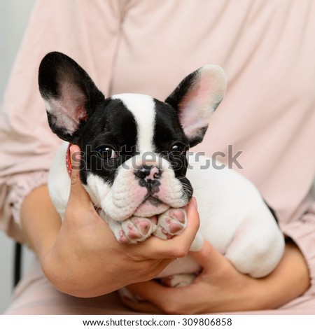 small pet a French Bulldog puppy lying on human hands