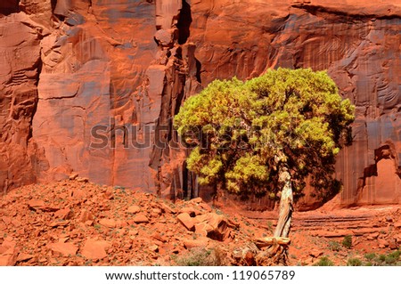 A lone juniper tree stands in the light before a massive red cliff at Monument Valley