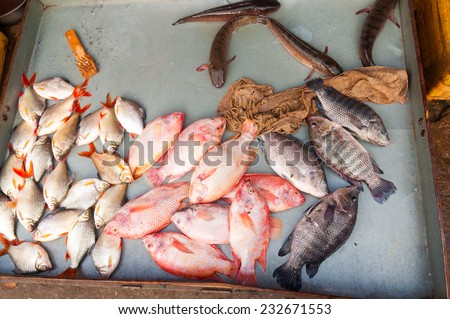A tray of fish of various kinds lies on the ground in an open-air market in Phnom Penh, Cambodia