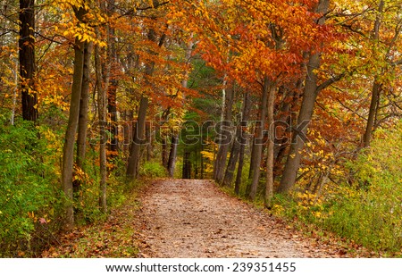 A leaf-strewn road leads through a woods touched by the varied colors of autumn