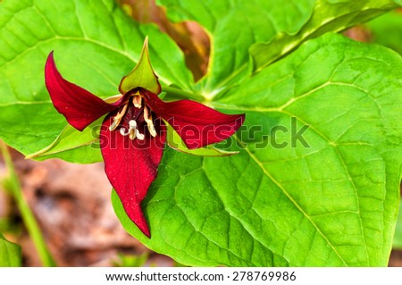 A relatively rare red trillium blooming in a spring wood