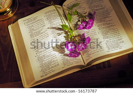 Open Bible on wooden desk with phlox stems and lamp base