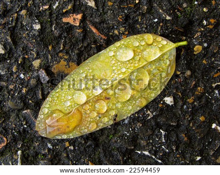 dew drops on a fallen leaf
