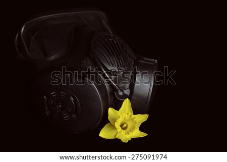 Black gas mask with canister filters and yellow daffodil isolated on black
