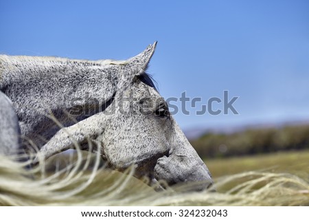 Flea Bitten gray colored horse profile with wind blowing tail
