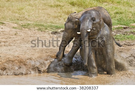 Couple of young elephants playing in muddy water. Horizontal shot.