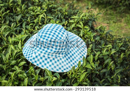 Cap put on tea tree, Cap put on tea plantations