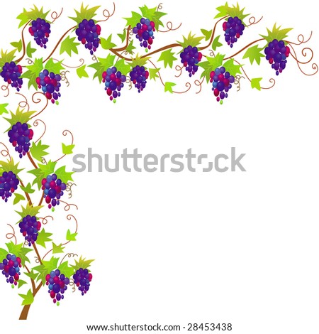 Grapevine Vector Border - 28453438 : Shutterstock