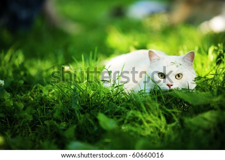White Cat hunting hiding in grass outdoors