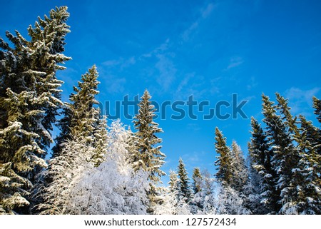spruces and birches seen in frog perspective with a blue sky in the background