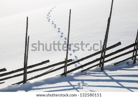 traces of animals in the snow with a wooden fence that provides a beautiful shadow in the snow