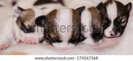 four cute chihuahua puppies suckling their mother with eyes closed