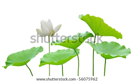 Lotus Flower