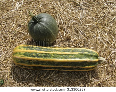 Pumpkin and zucchini striped big lie on straw