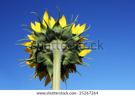 Sunflower back on blue