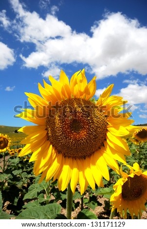 Sunflower field, Medina Sidonia, Cadiz Province, Andalusia, Spain, Western Europe.