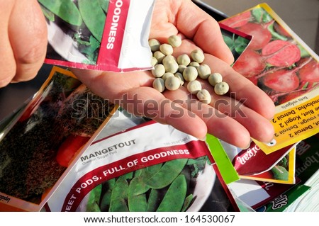 Malaga, Spain - January 25, 2012 - Woman shaking Mangetout pea seeds into palm of hand ready for sowing, Malaga, Spain on January 25, 2012.