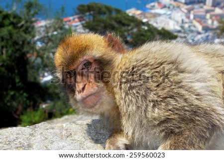 Barbary Ape (Macaca Sylvanus) sitting on a wall near the top of the rock with the Mediterranean Sea to the rear, Gibraltar, United Kingdom, Western Europe.