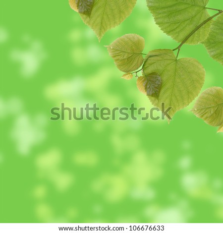 Linden leaves on  abstract green background