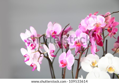 Pink and white orchids on a gray background