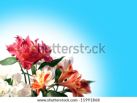 Multi-coloured flowers of alstroemeria on a white-blue background