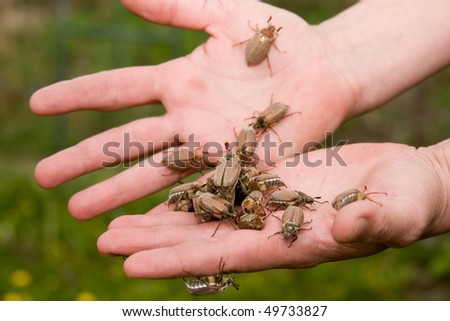 May beetles in the hands of a green background